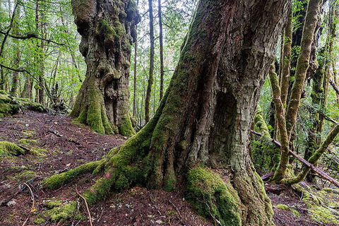3-Day Cradle Mountain Photography Workshop - Sunshine Coast Guide 6