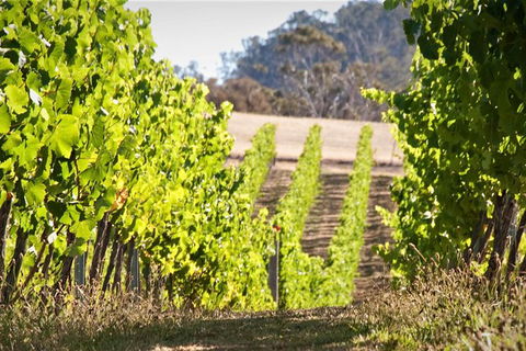 Wine At The Weekend Tour From Hobart - Sunshine Coast Guide 1