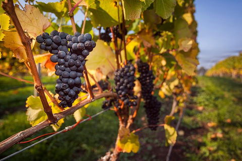 Half Day Tamar Valley Wine Tour - Sunshine Coast Guide 2