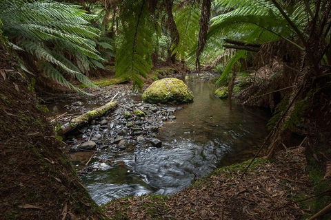 Mt Field National Park Premium Private Photo-oriented Day Tour From Hobart - Sunshine Coast Guide 1