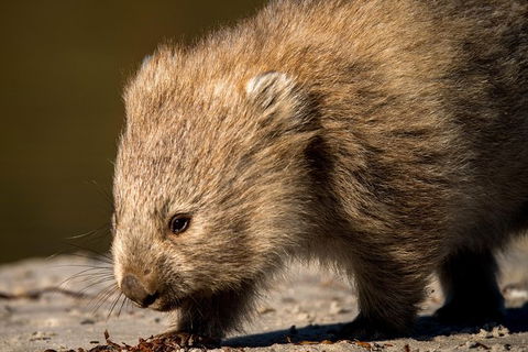 8-Day Tasman Wildlife And Wilderness Encounter Including Accommodation - Sunshine Coast Guide 1