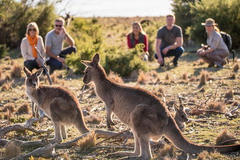 8-Day Tasman Wildlife And Wilderness Encounter Including Accommodation - Sunshine Coast Guide 0