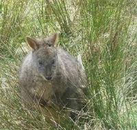 Leven Canyon Day Trip Including Wings Wildlife Park or Gunns Plains Caves from Devonport Ulverstone or Burnie