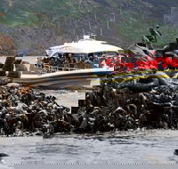 3-Hour Bruny Island Cruise from Adventure Bay - Sunshine Coast Guide