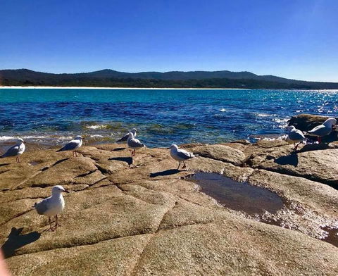 5-Day Lap Of Tasmania Tour From Hobart (flexible Ticket) - Sunshine Coast Guide 4