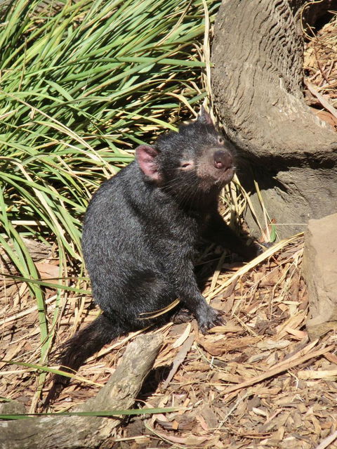 Small-Group Tour From Hobart: Mt Wellington, Bonorong Wildlife Park And Richmond - Sunshine Coast Guide 7