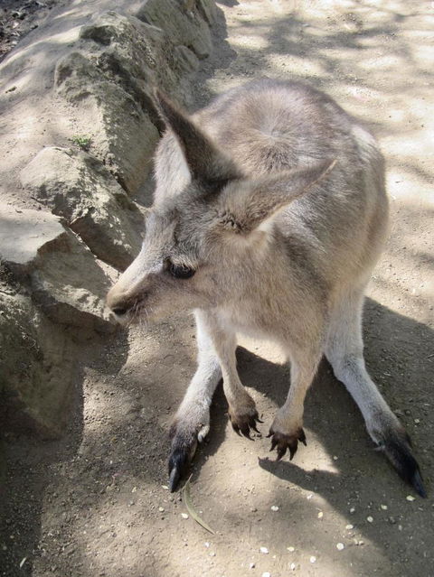 Small-Group Tour From Hobart: Mt Wellington, Bonorong Wildlife Park And Richmond - Sunshine Coast Guide 6
