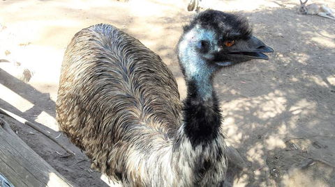 Small-Group Tour From Hobart: Mt Wellington, Bonorong Wildlife Park And Richmond - Sunshine Coast Guide 18
