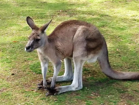 Small-Group Tour From Hobart: Mt Wellington, Bonorong Wildlife Park And Richmond - Sunshine Coast Guide 17