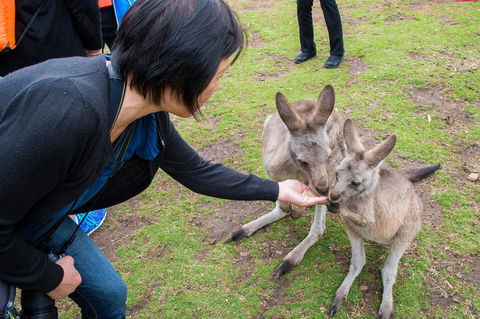 Small-Group Tour From Hobart: Mt Wellington, Bonorong Wildlife Park And Richmond - Sunshine Coast Guide 15