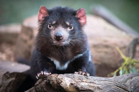 Small-Group Tour From Hobart: Mt Wellington, Bonorong Wildlife Park And Richmond - Sunshine Coast Guide 26