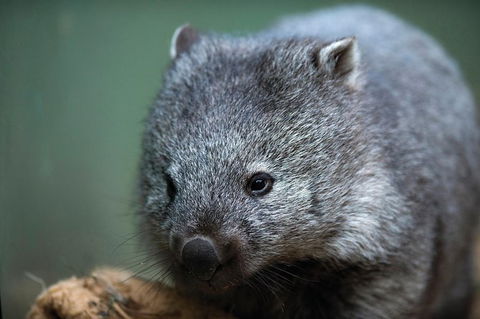 Small-Group Tour From Hobart: Mt Wellington, Bonorong Wildlife Park And Richmond - Sunshine Coast Guide 28