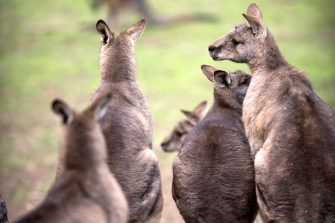 Private Mt Wellington, Richmond, Bonorong Wildlife Sanctuary Tour From Hobart - Sunshine Coast Guide 1