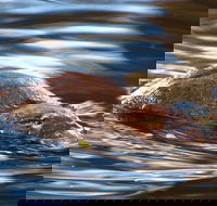 Wild-Platypus 2 hour wildlife tour - Sunshine Coast Guide