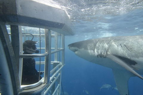 White Shark Tour With Optional Cage Dive From Port Lincoln - Sunshine Coast Guide 2