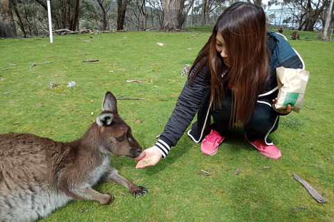 Adelaide Essentials Tour - Sunshine Coast Guide 0