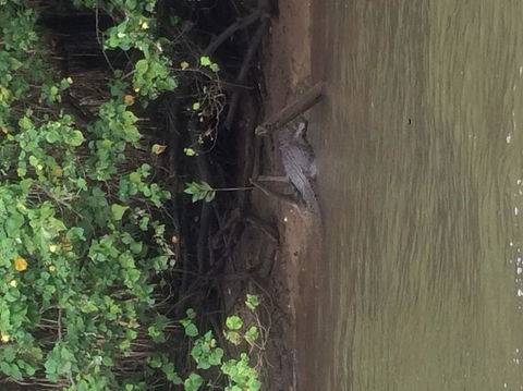Cape Tribulation, Mossman Gorge, And Daintree Rainforest Day Trip From Cairns Or Port Douglas - Sunshine Coast Guide 5