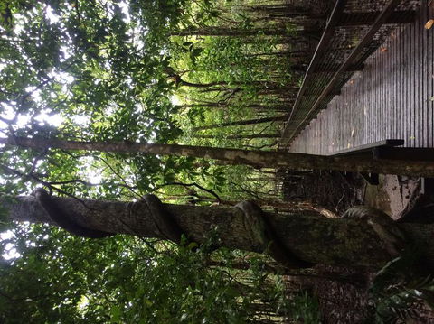 Cape Tribulation, Mossman Gorge, And Daintree Rainforest Day Trip From Cairns Or Port Douglas - Sunshine Coast Guide 2