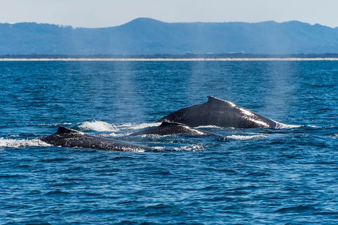 Half-Day Whale Watching And Canal Cruise From Surfers Paradise - Sunshine Coast Guide 4