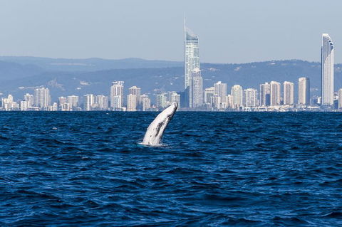 Half-Day Whale Watching And Canal Cruise From Surfers Paradise - Sunshine Coast Guide 8