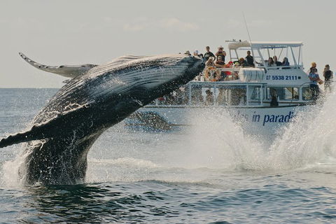 Half-Day Whale Watching And Canal Cruise From Surfers Paradise - Sunshine Coast Guide 3