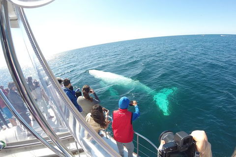 Half-Day Whale Watching And Canal Cruise From Surfers Paradise - Sunshine Coast Guide 6