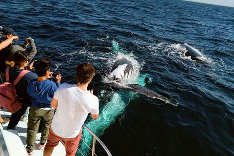 Half-Day Whale Watching And Canal Cruise From Surfers Paradise - Sunshine Coast Guide 2