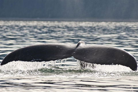 Half-Day Whale Watching And Canal Cruise From Surfers Paradise - Sunshine Coast Guide 7