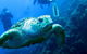 Scuba Dive The S.S. Yongala Wreck On The Great Barrier Reef. - thumb 0