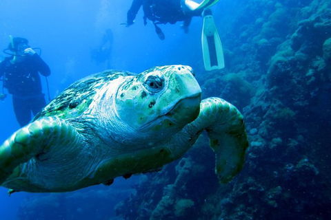 Scuba Dive The S.S. Yongala Wreck On The Great Barrier Reef. - Sunshine Coast Guide 0