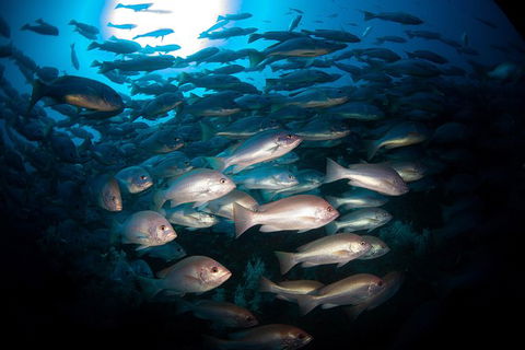 Scuba Dive The S.S. Yongala Wreck On The Great Barrier Reef. - Sunshine Coast Guide 7