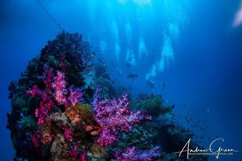 Scuba Dive The S.S. Yongala Wreck On The Great Barrier Reef. - Sunshine Coast Guide 2