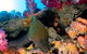 Scuba Dive The S.S. Yongala Wreck On The Great Barrier Reef. - thumb 6