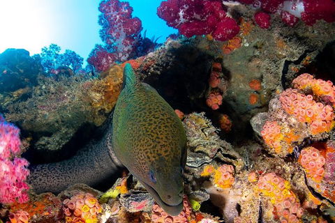 Scuba Dive The S.S. Yongala Wreck On The Great Barrier Reef. - Sunshine Coast Guide 6