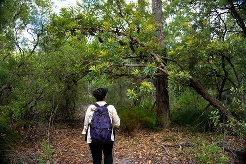 Pack-free Camping: Lake McKenzie Central Hike - 2 Days - Sunshine Coast Guide 1