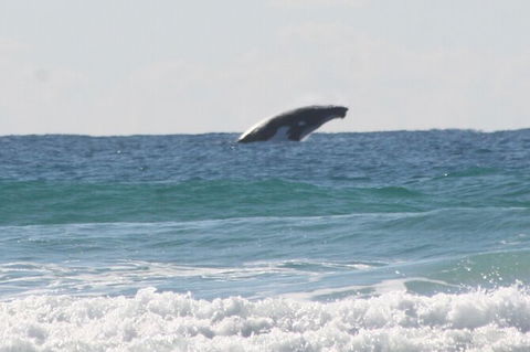 10-Day Surf Adventure From Brisbane To Sydney Including Coffs Harbour, Byron Bay And Gold Coast - Sunshine Coast Guide 6