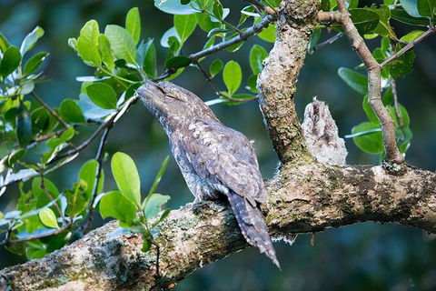 Daintree River Dawn Cruise - Sunshine Coast Guide 4