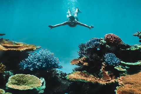 Great Barrier Reef Cruise From Townsville Or Magnetic Island - Sunshine Coast Guide 11
