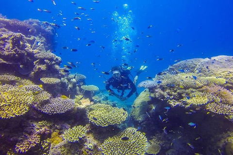 Great Barrier Reef Cruise From Townsville Or Magnetic Island - Sunshine Coast Guide 12