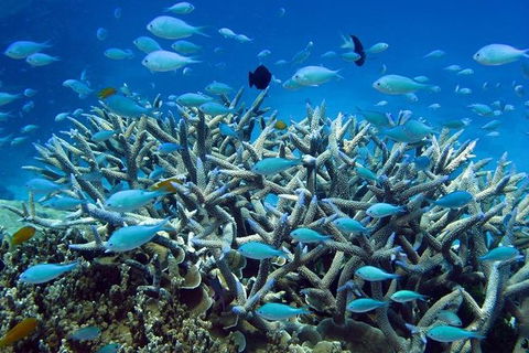 Great Barrier Reef Cruise From Townsville Or Magnetic Island - Sunshine Coast Guide 14
