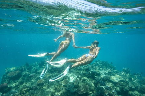 Great Barrier Reef Cruise From Townsville Or Magnetic Island - Sunshine Coast Guide 8