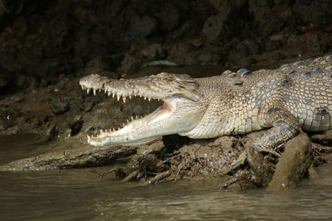 Daintree River Cruise - Sunshine Coast Guide 3