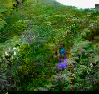 Tamborine Mountain Daily Service Treetop Challenge and Thunderbird Park - Sunshine Coast Guide