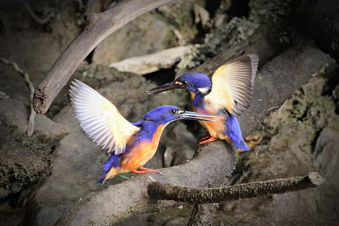 Daintree River Sunset Cruise - Sunshine Coast Guide 3