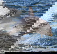 Noosa Oceanrider Scenic Dolphin Safari - Sunshine Coast Guide