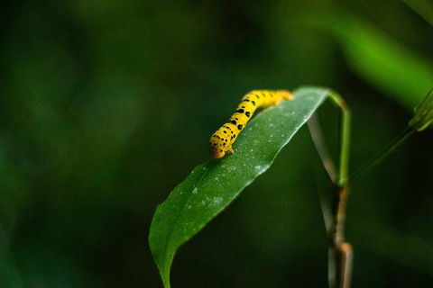Cape Tribulation Day Tour - Sunshine Coast Guide 3