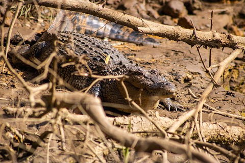 Cape Tribulation Day Tour - Sunshine Coast Guide 6