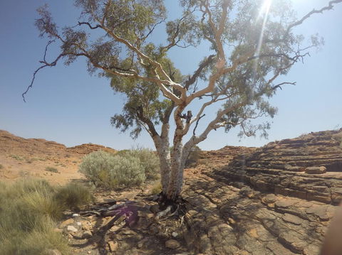 Kings Canyon Day Trip From Ayers Rock - Sunshine Coast Guide 3