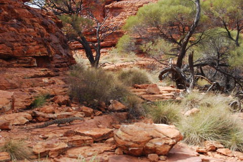Kings Canyon Day Trip From Ayers Rock - Sunshine Coast Guide 24