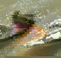 Darwin Jumping Crocodiles Cruise on Adelaide River - Sunshine Coast Guide